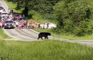 تلاش  خرس مادر برای عبوردادن بچه‌هایش از جاده