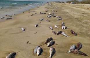 تلف شدن بیش از ۱۰ تن گربه‌ ماهی در ساحل جاسک