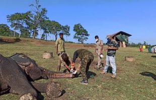 آزمایش کرونا از فیل ها در هند