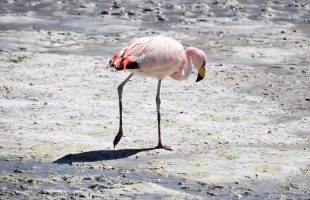 فلامینگوهای گرفتار در نمک دریاچه ارومیه
