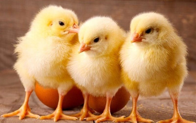ابلاغ مصوبه۱۵روزه کاهش تعرفه صادرات تخم مرغ،۱۱ روز بعد از تصویب