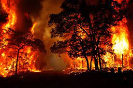 آتش شبانه جنگل‌های زاگرس در گچساران را بلعید
