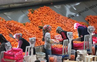 کاهش نسبی قیمت هویج و متعادل شدن نرخ زنجبیل