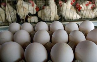 عذرخواهی رئیس اتحادیه مرغ تخم‌گذار از مردم