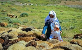 کشاورزان، روستائیان و عشایر بیمه رایگان می شوند