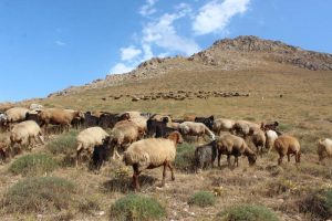 تلف شدن دام‌های منطقه ای در خراسان شمالی به علت سرما