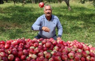 با خرید سیب از کشاورزان ایرانی حمایت کنیم