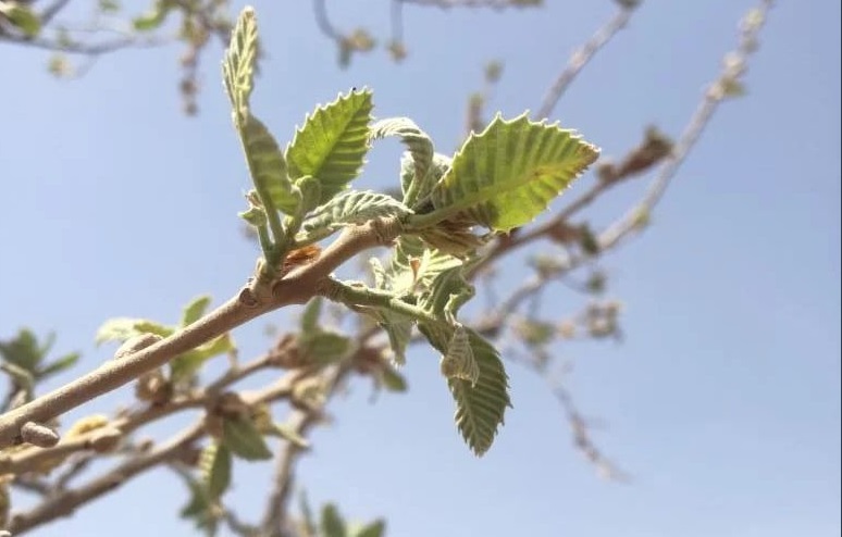 جایی که صنعتگران به نجات محیط زیست همت کردند