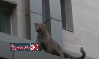 پلنگ قائمشهر یک پلیس را زخمی کرد