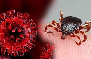 ٩ نفر مبتلا به تب کریمه کنگو در کشور داریم