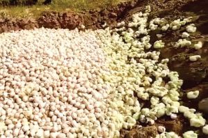 تصاویر ناراحت کننده معدوم سازی جوجه های یکروزه