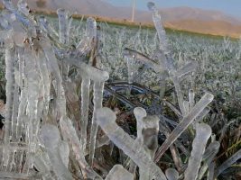یخ زدگی مزارع شهرستان بوئین میاندشت به دلیل کاهش محسوس دما