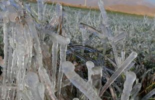 یخ زدگی مزارع شهرستان بوئین میاندشت به دلیل کاهش محسوس دما