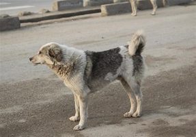 به سگ های ولگرد غذا ندهید