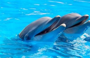 حضور گلۀ دلفین‌ها در نزدیکی سواحل کیش