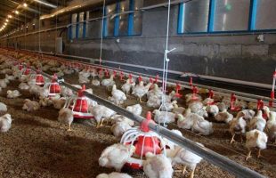 سرپرست وزارت کشاورزی: تولید مرغ تا نیمه تیرماه به مازاد می‌رسد
