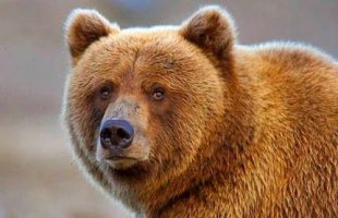 مشاهده ۲ خرس قهوه‌ای در ‌سرخ‌آباد زنجان