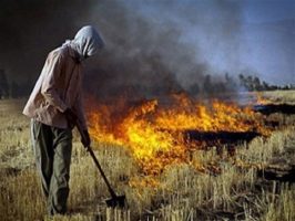 سوزاندن بقایای محصولات کشاورزی ممنوع