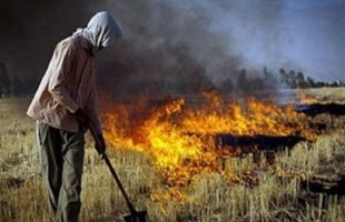 سوزاندن بقایای محصولات کشاورزی ممنوع