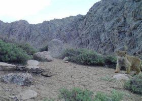 مشاهده ۳ قلاده گربه پالاس در شهرستان رابر