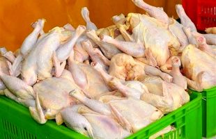 افزایش تولید مرغ تا رسیدن به میزان تقاضا
