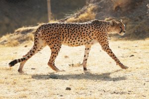 یوز مادر همچنان در جستجوی فرزند