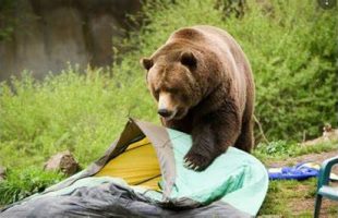 سبلان و حمله خرس‌ها به چادر کوهنوردان