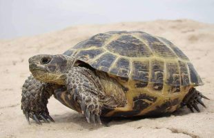 سیراب کردن لاک‌پشت نجات یافته از حریقِ مریوان