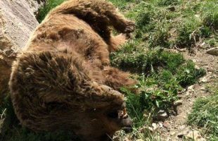 مرگ یک خرس با شلیگ گلوله در سوادکوه
