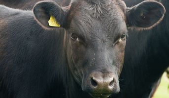 افتادن یک گاو از روی کامیون در حال حرکت در انگلیس