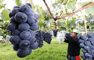 پرورش گران‌ترین انگور دنیا در ژاپن