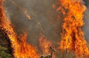 آتش سوزی‌ جنگل‌های هیرکانی مازندران