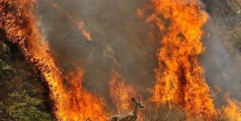 آتش سوزی‌ جنگل‌های هیرکانی مازندران