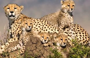 مشاهده ۵ یوزپلنگ در ‌‌پارک ملی توران