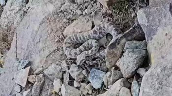 مشاهدهٔ افعی دوشاخ در کوه گنبدباز نطنز