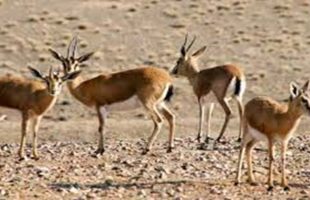 حال خوش آهوان در طبیعت دشت مغان