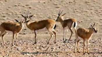 حال خوش آهوان در طبیعت دشت مغان
