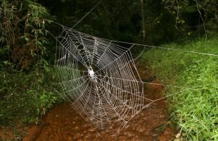 کشف بزرگترین تار عنکبوت جهان