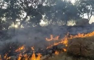 معاون عمرانی استانداری گلستان از پایان عملیات آتش سوزی در ۷ جنگل استان گلستان خبر داد