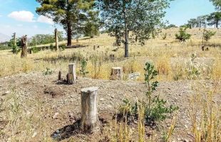 درختان پارک چیتگر از بی‌آبی در صف مرگ هستند