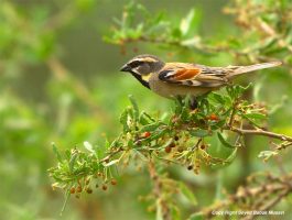 کرونا باعث تغییر اندازه منقار پرنده ها شد