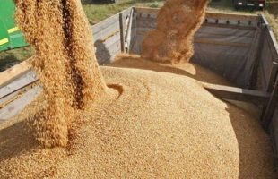 وزیر جهاد کشاورزی: بزودی نهاده های دامی به صورت گسترده  توزیع می شود