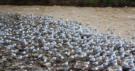 پرندگان مهاجر مهمان رودخانۀ چالوس